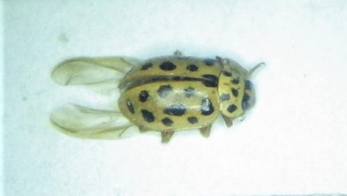 Anisosticta novemdecimpunctata